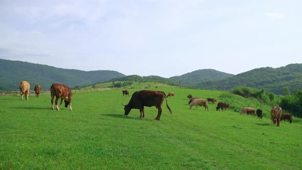 A Herd of Cows on a Mountain Pasture on a Sunny Summer Day