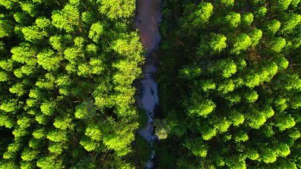 4K aerial top view from a drone, eucalyptus Green Forest