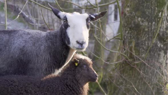 Norwegian breed sheep and lamb standing