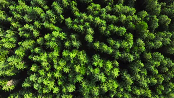 Top Up View of a Forest Tree Tops