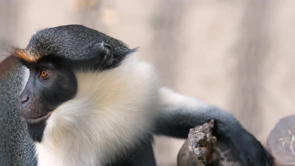 Diana Monkey Observes Surroundings in Animal Fauna Park Zoo