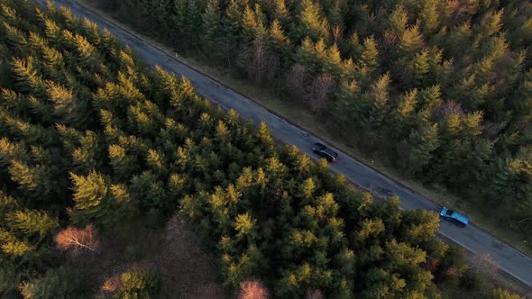 Two cars traveling through a vast, golden forest during sunset in Germany. Aerial tilting and approa