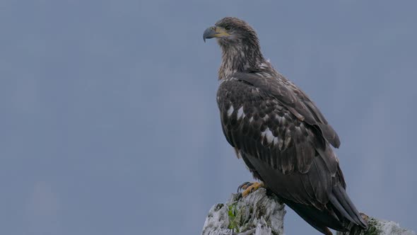 HD Eagle Flies Off Tree