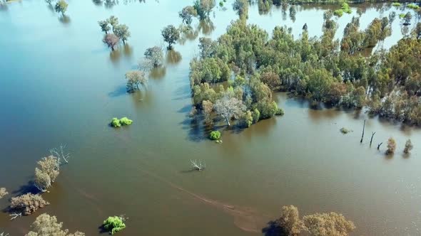 Drone view looking down on inundated trees in the swollen floodplains of the Mitta Mitta River near