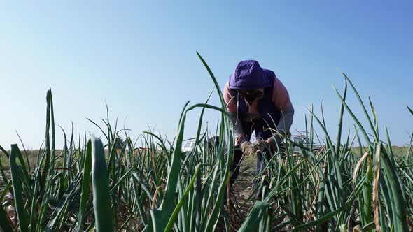 a farmer harvesting ripe onions on a farm