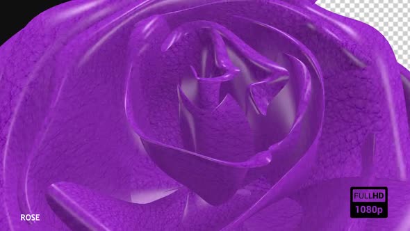 Purple Rose Transition