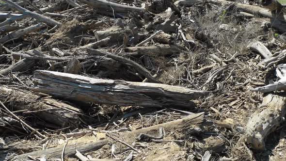 Aerial View of a Broken Forest After Storm. Flight Over a Broken Trees