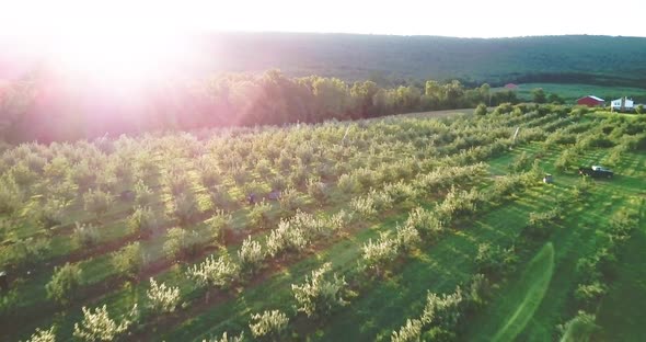 Camera pushing in quickly, flies over an apple orchard at sunrise as farmhands pick ripe fruit from