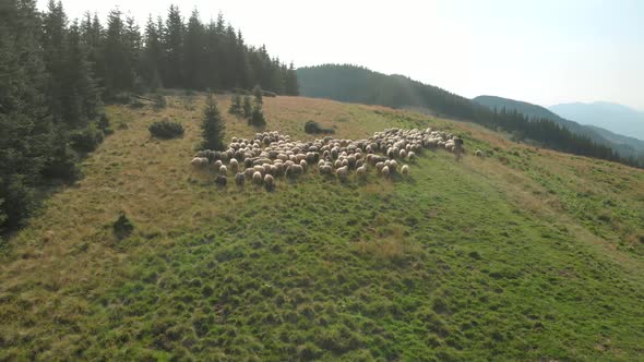 Man and Sheep Flock on Mountain Meadow