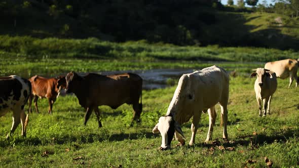 A cow grazes and eats grass in an open field with other cows nearby and a river in the background