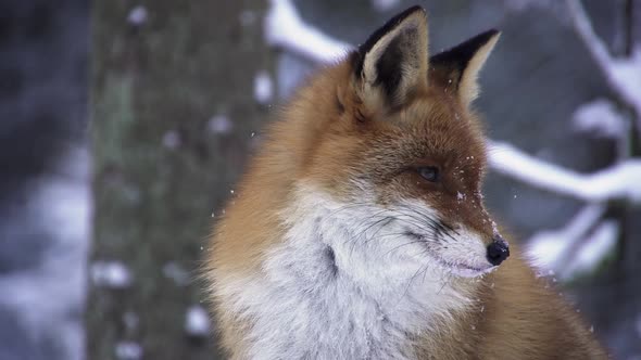 Portrait of a Fox in Winter