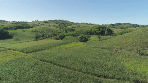 Corn Plantations in the Philippines