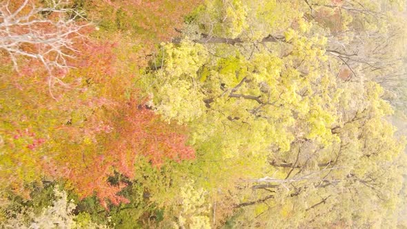 Vertical Video of an Autumn Forest During the Day in Ukraine