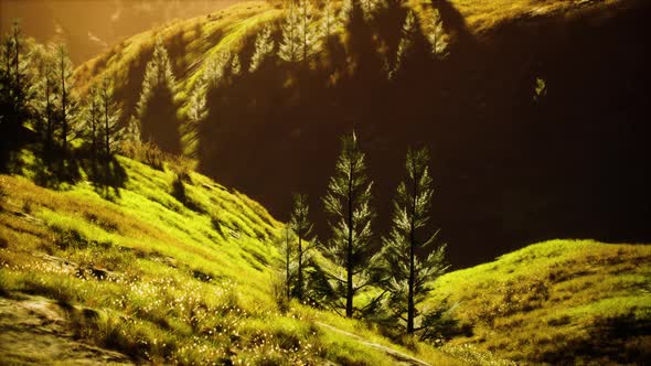 Green Trees in Canyon at Sunset with Fog