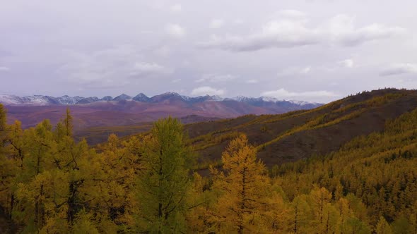Kurai Steppe Yellow Larches Kurai Ridge Autumn