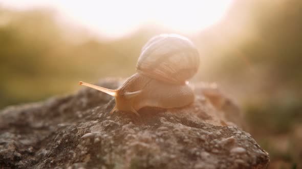 Closeup of a Snail in the Rays of the Sun