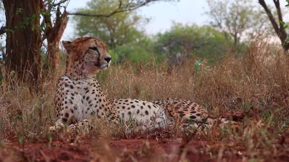 A female cheetah, Acinonyx jubatus lays down in the shade and is viewed at eye level during the summ