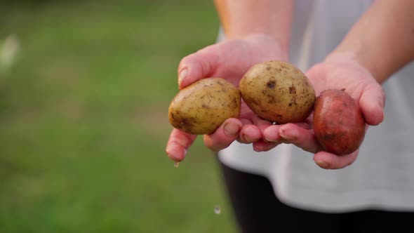 Woman hold in hands potato harvest in garden close-up outdoors. Female farmer middle aged