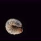 Melolontha Beetle Larva May Beetle  Family Scarabaeidae - VideoHive Item for Sale