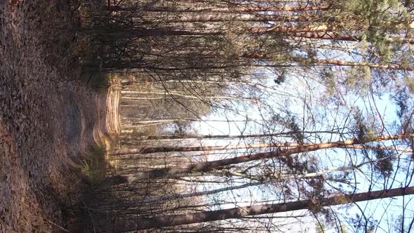 Vertical Video of a Forest Landscape on an Autumn Day in Ukraine