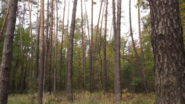 Forest Beautiful Landscape in an Autumn Day