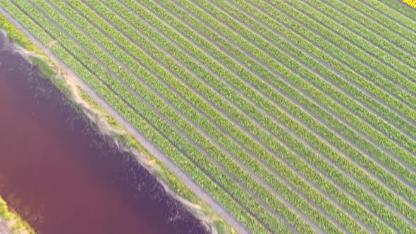 Aerial view of colorful blossoming fields of tulips in Lisse, Netherlands.