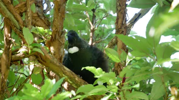 A Tui bird at the Bluff