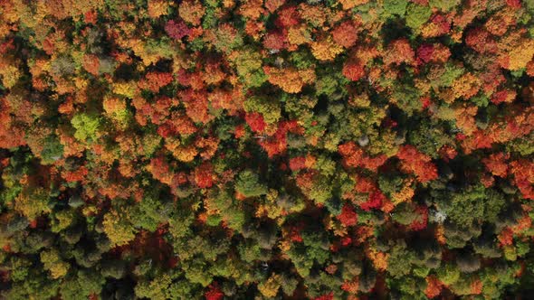 Aerial view looking down on tree tops in dense forest - drone flyover shot