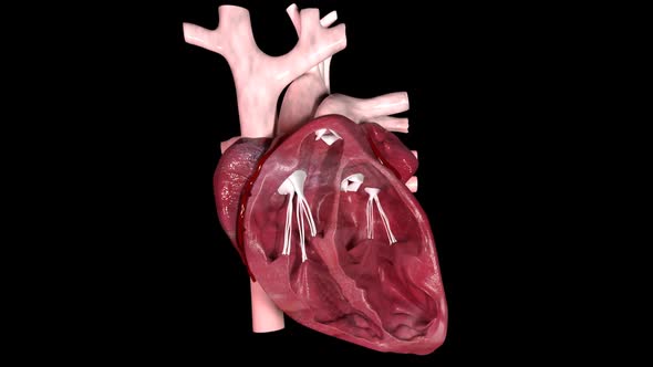 Section Of Internal Heart