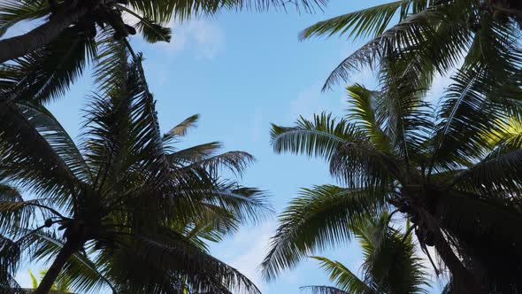 Looking up at tropical coconut trees with blue sky background walking forward