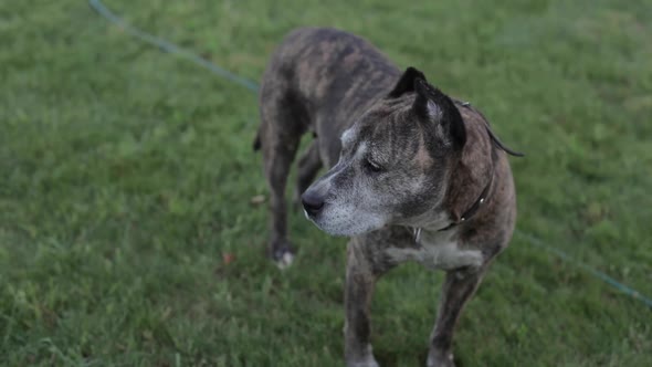 A Pit Bull Dog is Walking in the Yard of His House