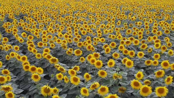 Flight of The Camera Over the Field with Sunflowers