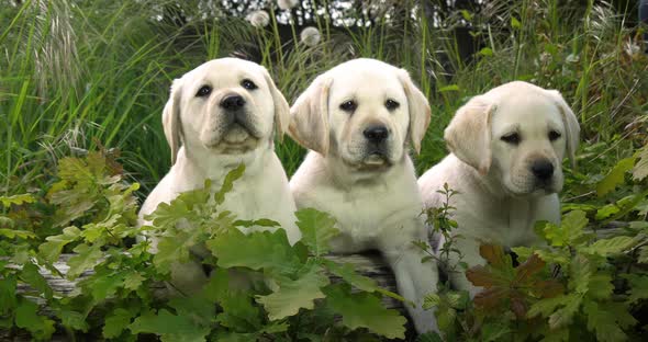 Yellow Labrador Retriever, Puppies in the Vegetation, Normandy in France, Slow Motion 4K