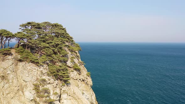 Rocky Cape Overgrown with Pine Trees in Windy Weather