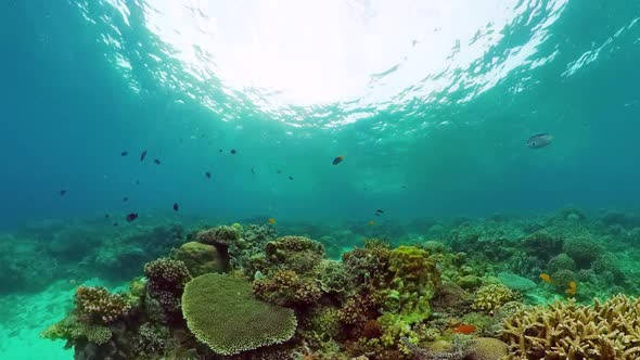 Coral Reef and Tropical Fish Underwater