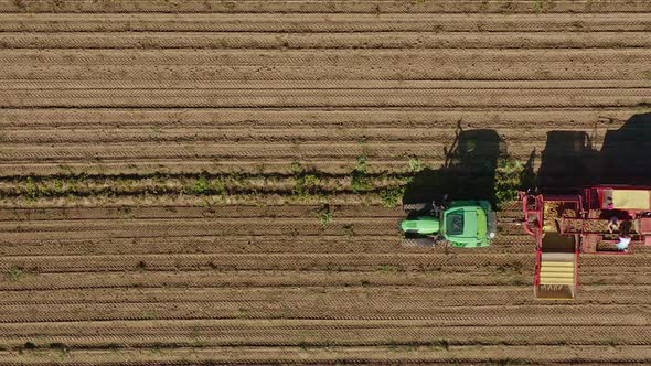 Timelapse of a potatoe harvesting tractor with two sorting people on its trailer doing their agricul