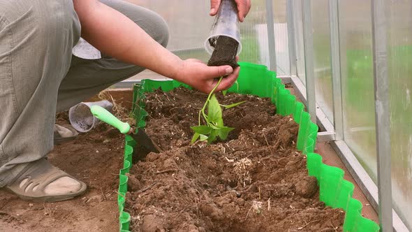 Male Hands are Planting Seedlings of Sweet Pepper in the Greenhouse