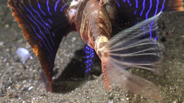 Blackfoot Lionfish (Parapterois heterura) shows colored fins close up shot