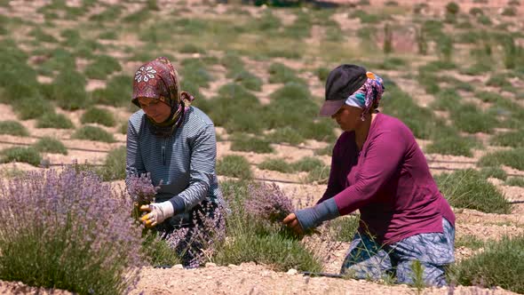 Farmers Working on his Lavender Plantation