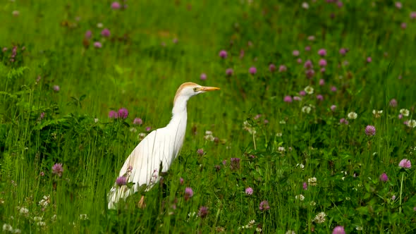 Western Cattle Egret