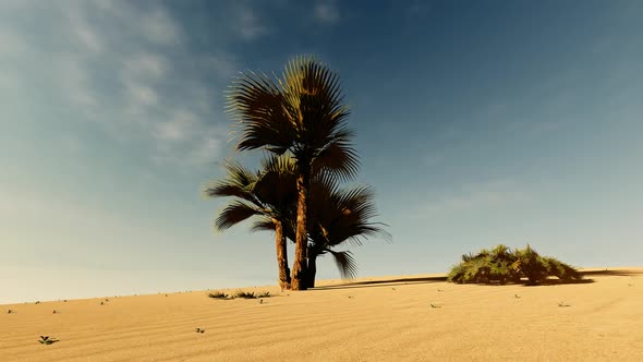 Desert and Palm