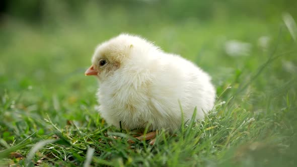 Little chicken on the grass