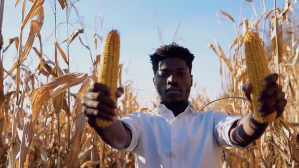 A Young African American Agronomist Farmer Stands in the Middle of a Corn Field with Ears of Corn in