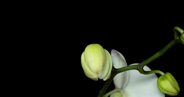 Time-lapse of Opening Orchid Flowers on Black Background. Wedding Backdrop, Valentine's Day.  Video