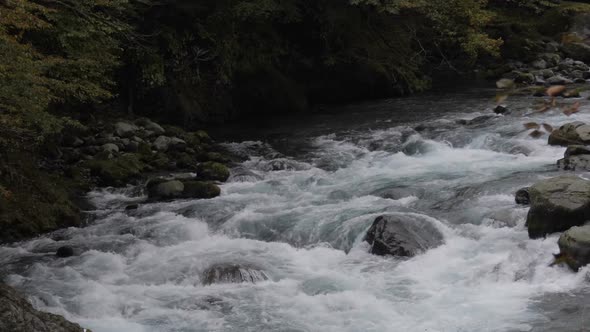 River in Forest