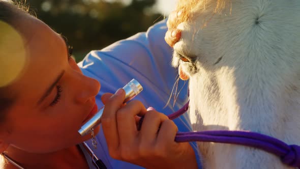 Veterinarian doctor checking the horse 4k