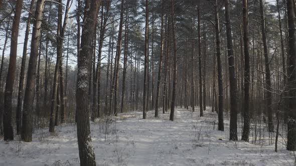 Ungraded Dlog Drone Flight Through Pine Coniferous Forest Snowy White Forest In Winter Frosty Day