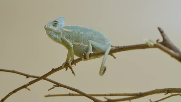 Colorful Chameleon Sits on Branch and Looks Around on Beige Background