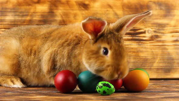 a Small Fluffy Brown Easter Bunny with Painted Colorful Easter Eggs Sits on a Brown Background