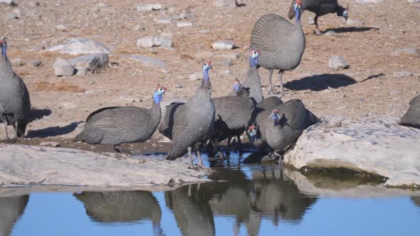 Group Helmeted guineafowl drinking water from a pond